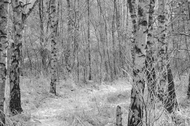 Berlin 'in varoşlarındaki karlı huş ağaçları. Buz dallarda buz kristalleri oluşturur. Temiz, soğuk hava ve yürürken güneş ışınları.