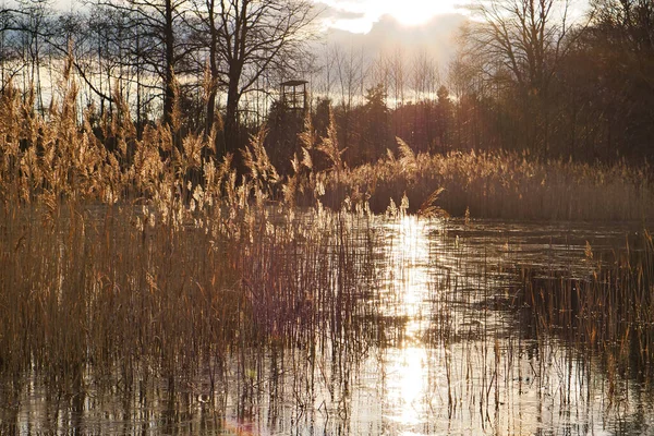 氷のない地域では凍えるような湖です 凍った湖の端と葦の木 サンシャインと劇的な空 ブランデンブルクの風景写真 ロイヤリティフリーのストック写真