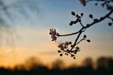 Branch with cherry blossom on fruit tree at sunset. Blossom in spring. Background with bokeh. Blossoms photo from nature clipart