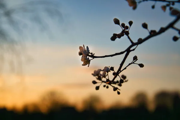 落日时 枝条在果树上开满了樱花 春天的花朵 与Bokeh的背景 来自大自然的花朵照片 图库照片