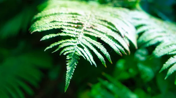 Green fern. Fern leaf inclined downwards. Light shines on the ribs of the leaf. Plant photo from nature