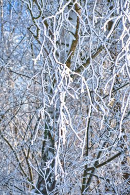 Berlin 'in varoşlarındaki karlı huş ağaçları. Buz dallarda buz kristalleri oluşturur. Temiz, soğuk hava ve yürürken güneş ışınları.