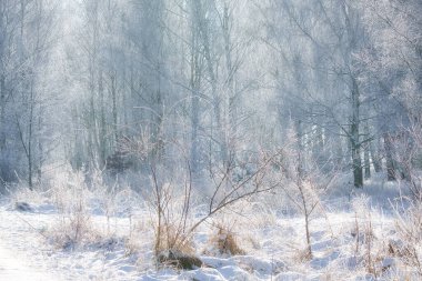 Berlin 'in varoşlarındaki karlı huş ağaçları. Buz dallarda buz kristalleri oluşturur. Temiz, soğuk hava ve yürürken güneş ışınları.