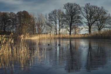 Buzsuz bölgede yaban ördeği olan buzlu bir göl. Kenarda ağaçlar, donmuş gölde sazlıklar. Güneş ışığı ve dramatik gökyüzü. Brandenburg 'dan manzara fotoğrafı