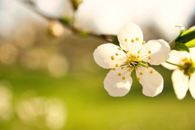 Kiraz ağacının dallarında kiraz çiçekleri. İlkbaharda açan rüya gibi, narin yapraklar.