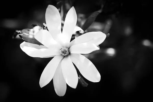 White petals of a flower with black background. Black and white depicted. Flowers isolated. Flower photo from nature. Landscape photo