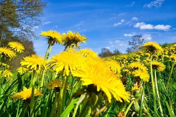 蒲公英或蒲公英 又称蒲公英 你绿地上的黄色花瓣 自然照片 免版税图库照片