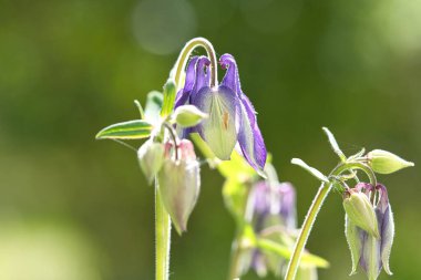 Yeşil bir çayırda mavi, mor, vahşi bir orkide. Doğadan çiçek fotoğrafı. Peyzaj fotoğrafı