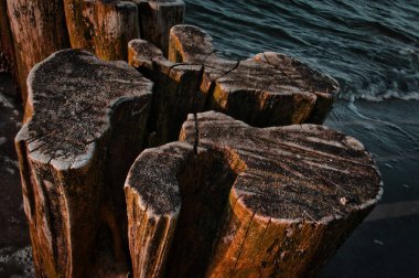 single groyne on the beach. squiggly shape of the wood. Sand and sea water around the tree trunk. Landscape shot from the coast
