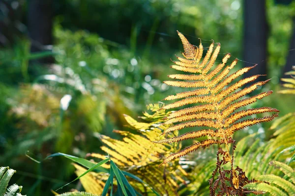Yellow green fern leaf at autumn time with autumn light. Fern leaf in foreground. Light shines on the ribs of the leaf. Plant photo from nature