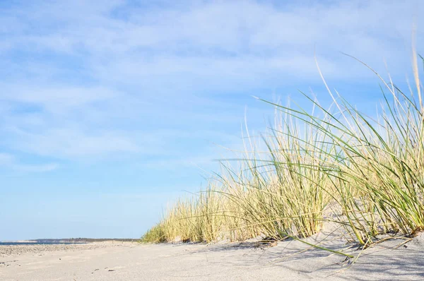 砂丘草とバルト海のビーチで砂丘 海岸沿いの白い砂浜 青い空だ 自然から撮影した風景 ロイヤリティフリーのストック写真
