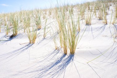 Dune on the beach of the Baltic Sea with dune grass. White sandy beach on the coast. Blue sky. Landscape shot from nature
