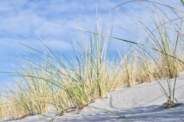 Dune on the beach of the Baltic Sea with dune grass. White sandy beach on the coast. Blue sky. Landscape shot from nature