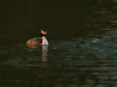 Great Crested Grebe, 2001 yılında Almanya ve Avusturya 'da yılın kuşu seçildi. Burada göldeki güzel bir ışık gösterisinde.