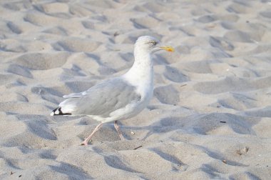 Seagull on the beach in Zingst. Bird running through the sand on the seashore. Animal photo from the Baltic Sea