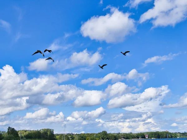 Seagulls in flight in the sky above the Baltic Sea by the sea. Blue sky with light veil clouds. gray white plumage at bird. Dynamic shot. Animal photo from the coast