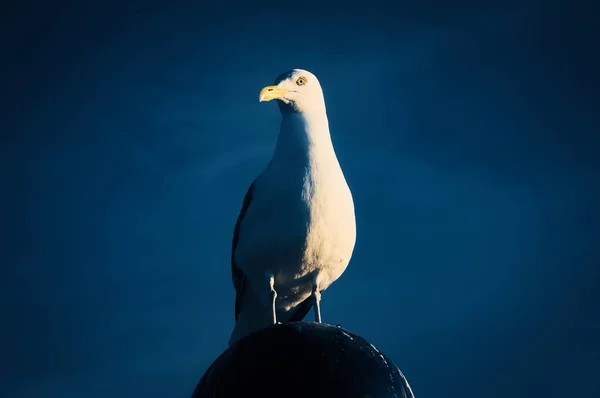 Seagull standing on lampshade on the Baltic Sea by the sea. The bird looks into the sunset. The plumage in white and gray black. Animal photo of seagulls on the coast