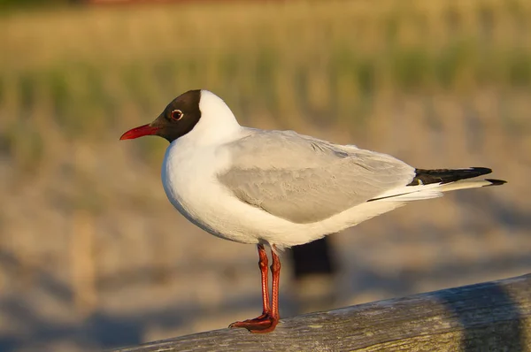 Laughing gull stands pier on the Baltic Sea by the sea. The bird looks into the sunset. The plumage in white and black. Animal photo of seagulls on the coast