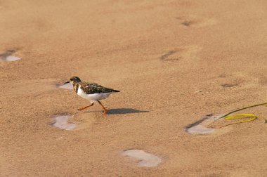 Seagull on the beach in Zingst. Bird running through the sand on the seashore. Animal photo from the Baltic Sea
