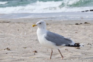 Seagull on the beach in Zingst. Bird running through the sand on the seashore. Animal photo from the Baltic Sea