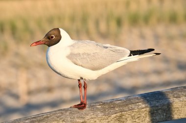 Laughing gull stands pier on the Baltic Sea by the sea. The bird looks into the sunset. The plumage in white and black. Animal photo of seagulls on the coast