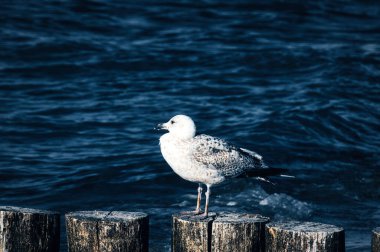 seagull stands on a groyne that juts into the Baltic Sea into the sea. The bird looks into the sunset. The plumage in white and black. Animal photo of seagulls on the coast