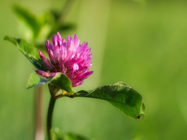 purple red clover flower with green leaves on a meadow. Medicinal plant from nature. Flower photo