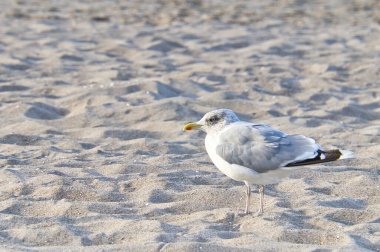 Seagull on the beach in Zingst. Bird running through the sand on the seashore. Animal photo from the Baltic Sea