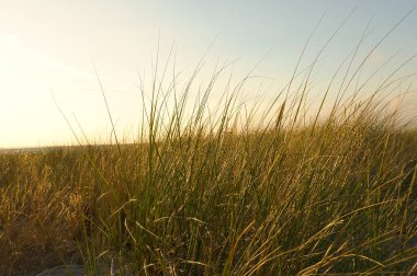 Grass on a dune on the coast at sunset. Nature photo during a hike on the Baltic Sea. Landscape photo