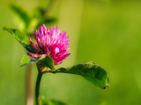 purple red clover flower with green leaves on a meadow. Medicinal plant from nature. Flower photo