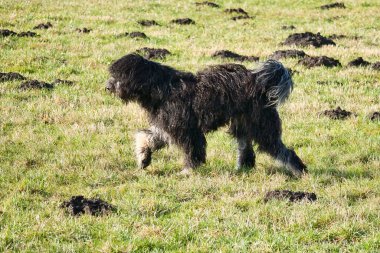 Siyah Goldendoddle oyun oynarken çayırda koşuyor. Yumuşak, uzun, siyah bir ceket. Aile köpeği aynı zamanda terapi köpeği olarak da alınır. Bir köpeğin hayvan fotoğrafı.