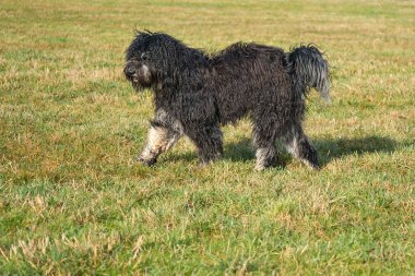 Siyah Goldendoddle oyun oynarken çayırda koşuyor. Yumuşak, uzun, siyah bir ceket. Aile köpeği aynı zamanda terapi köpeği olarak da alınır. Bir köpeğin hayvan fotoğrafı.