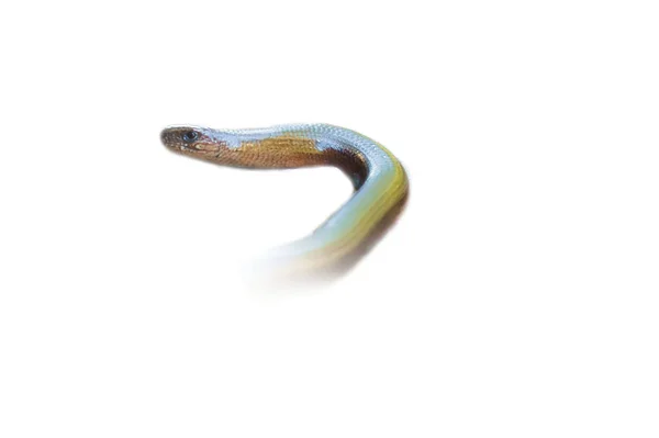 Langsamer Wurm Zugeschnitten Kopf Und Körperteil Des Reptils Tier Mit — Stockfoto