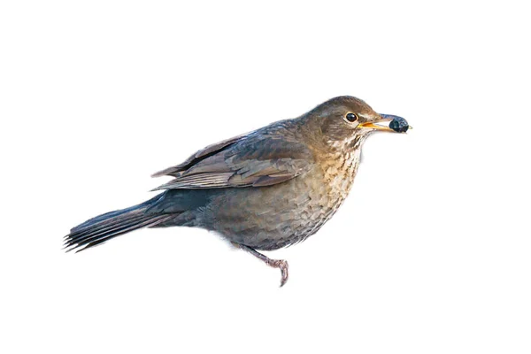 Vogeldrossel Zugeschnitten Das Komponieren Verwenden Isoliertes Tier Braune Federn Tierfoto — Stockfoto