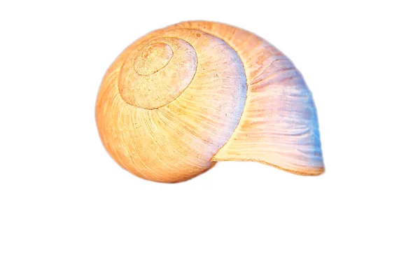 蜗牛壳被割掉了 蜗牛的详细外壳 供进一步处理 例如作曲 — 图库照片