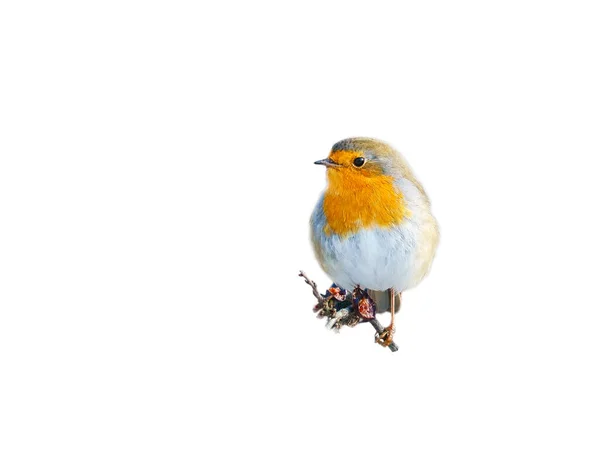 Robin Απομονώνονται Περικοπεί Για Επεξεργασία Songbird Κόκκινο Λευκό Και Πορτοκαλί — Φωτογραφία Αρχείου