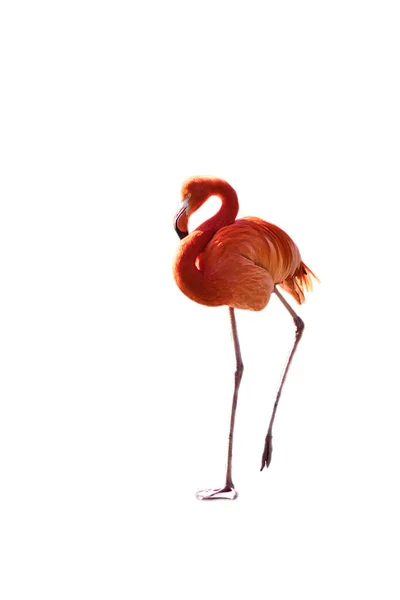 Φλαμίνγκο Απομονωμένος Αποκομμένος Για Επεξεργασία Ροζ Κόκκινο Πουλί Κομψό Φτέρωμα — Φωτογραφία Αρχείου