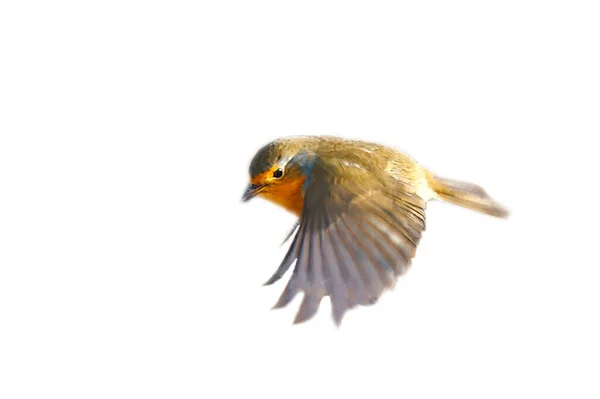 Robin Letu Izolovaná Střižená Pro Střih Songbird Červeným Bílým Oranžovým — Stock fotografie