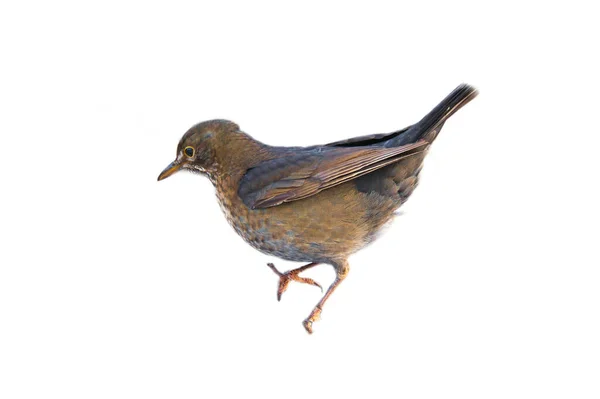 Tordo Pássaro Cortado Para Usar Composição Animal Isolado Penas Castanhas — Fotografia de Stock