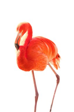 Flamingo, soyutlanmış, düzenlenecek. Pembe kırmızı kuş. Şık tüyler. Tropik bir kuş. Bekârken ayakta
