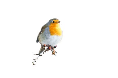 Robin soyutlandı, montaj için kırpıldı. Kırmızı, beyaz ve turuncu tüylü ötücü kuş. Doğadan gelen kuş.