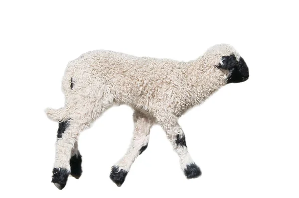 黑白相间的羊羔被隔离 暴露在编辑之中 农场的家畜 有毛的小哺乳动物 来自大自然的小动物 — 图库照片