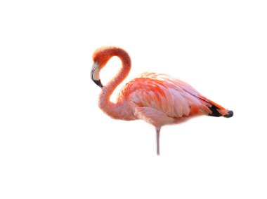 Flamingo, soyutlanmış, düzenlenecek. Pembe kırmızı kuş. Şık tüyler. Tropik bir kuş. Bekârken ayakta