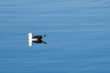 Martı Norveç 'teki fiyortta sakin sularda yüzer. Deniz kuşu suya yansıtılır. İskandinavya 'dan hayvan fotoğrafı