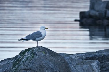 Martı Norveç 'te fiyortta bir kayanın üzerinde duruyor. İskandinavya 'daki deniz kuşu. Peyzaj fotoğrafı