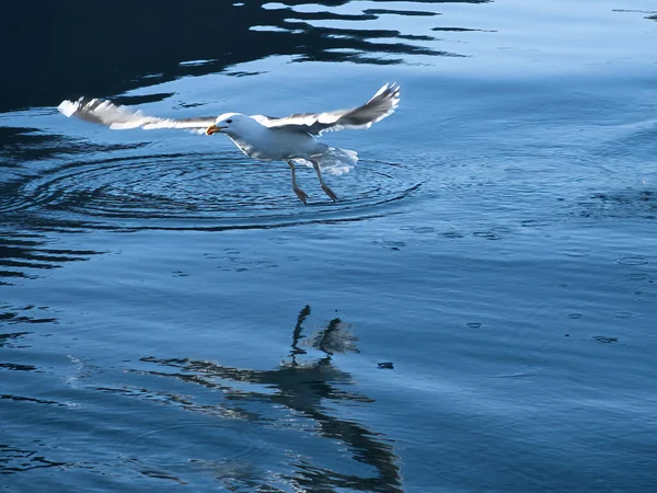 Seagulls Takes Fjord Norway Water Drops Splash Dynamic Movement Sea — Stock Photo, Image