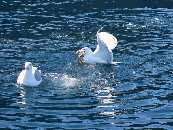 Seagulls Fight Food Fjord Norway Water Drops Splash Feeding Envy — Stock Photo, Image