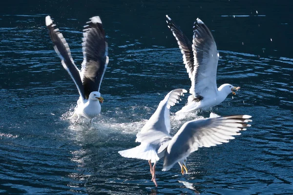 Чайки Борються Їжу Фйорді Норвегії Вода Крапає Харчується Заздрістю Серед — стокове фото