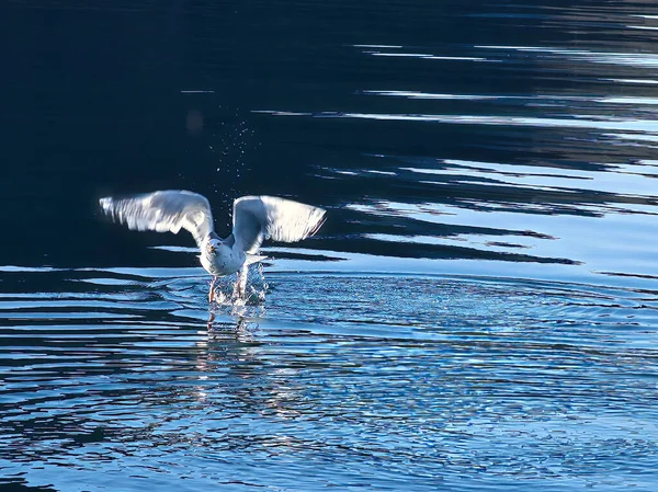 Sirályok Felszállnak Fjordban Norvégiában Vízcseppek Fröccsen Dinamikus Mozgása Tengeri Madár — Stock Fotó