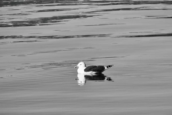 ノルウェーのフィヨルドで黒と白の穏やかな水で泳いでいます 海の鳥は水の中に反射している スカンディナヴィアの動物写真 — ストック写真